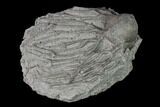 Fossil Crinoid (Arthroacantha) - Silica Shale #138627-2